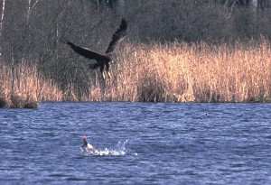 Alt-Sammit - Krakow am See